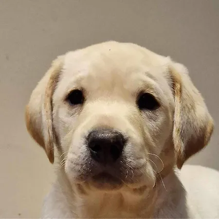 Сasa de vacaciones Wonderful 4 Bedroom Sleeps 8 *