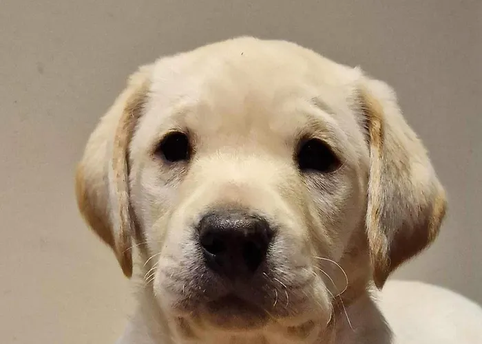 度假居 Wonderful 4 Bedroom Sleeps 8 *